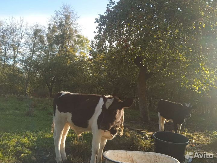 Телята бычки и телки