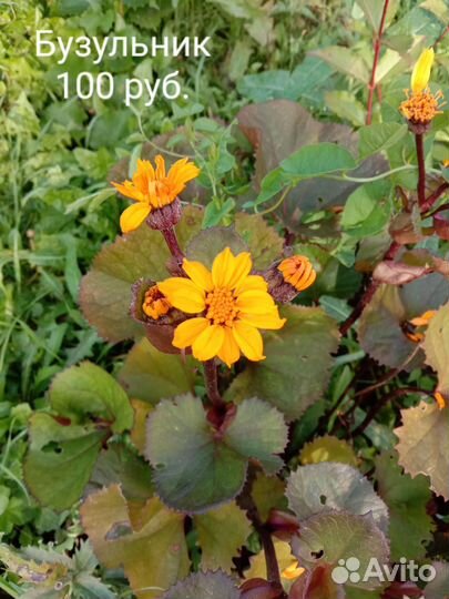 Садовые многолетники