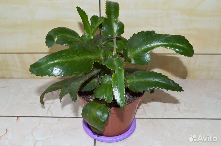 Каланхоэ лечебный