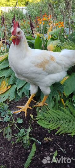 Молодые петухи