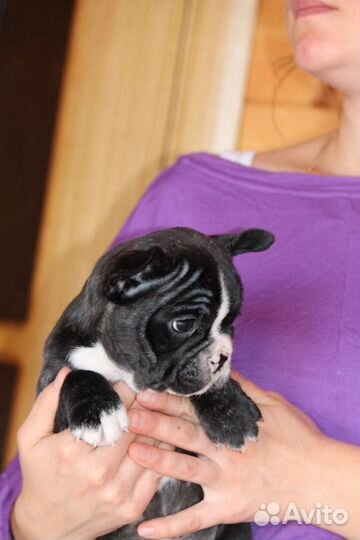 Француженка - девочка