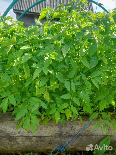 Рассада сладкого перец