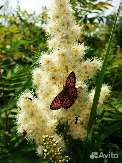 Спирея невеста, монарда, купальница, хризантемы
