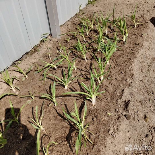 Юкка садовая