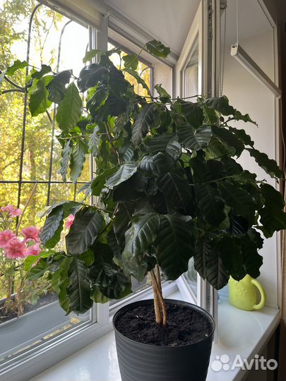 Кофе растение