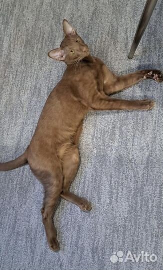 Вязка кошек