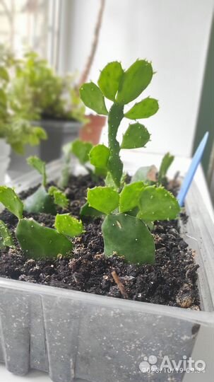 Кактус опунция