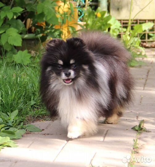 Шикарный парень