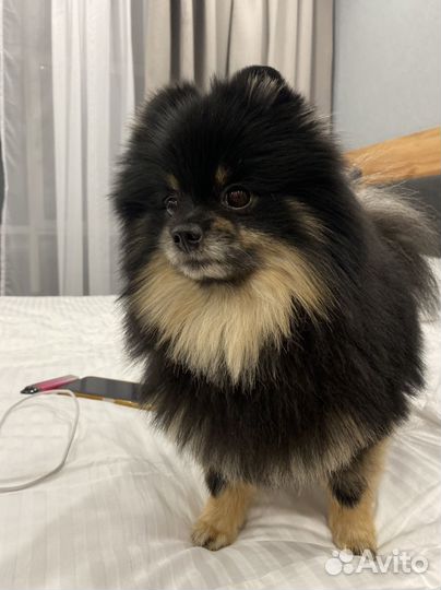 Померанский шпиц вязка