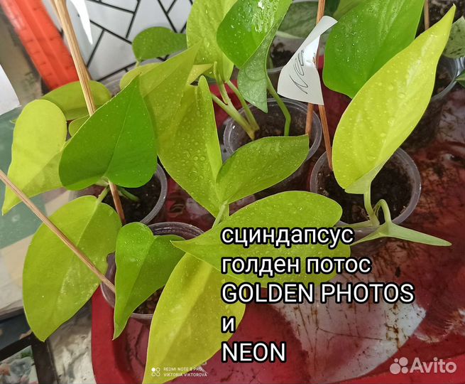 Сциндапсусы, эпипренумы разных сортов