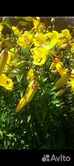 Лилии луковицы