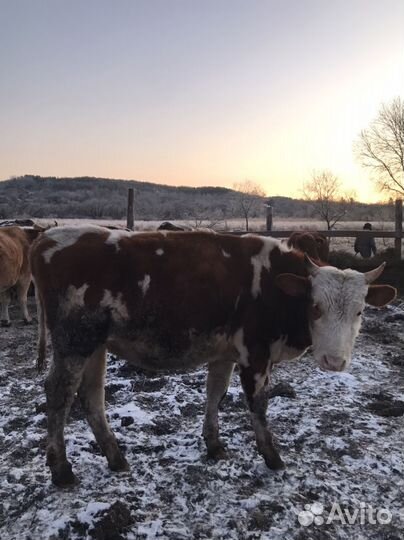 Быки на мясо