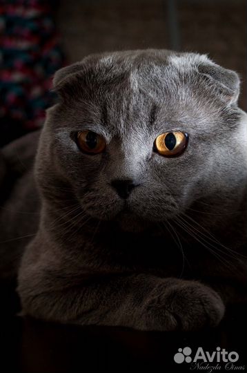 Вязка с вислоухим британским котом