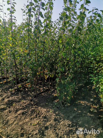 Саженцы плодовых деревьев