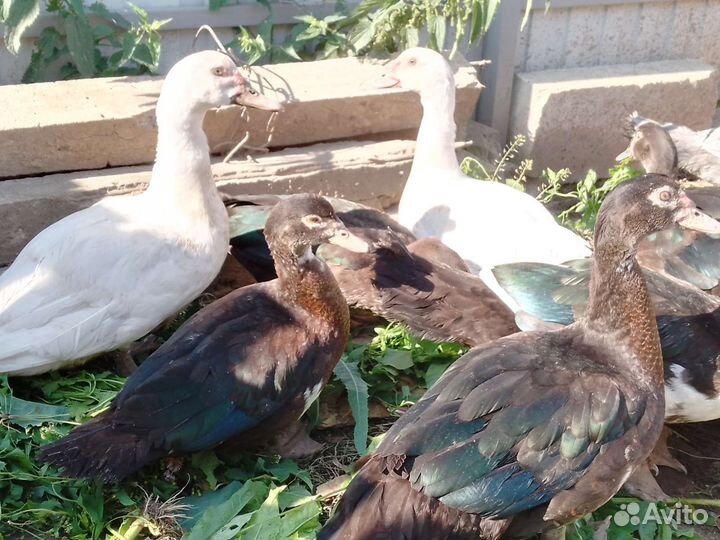 Селезень индоутки