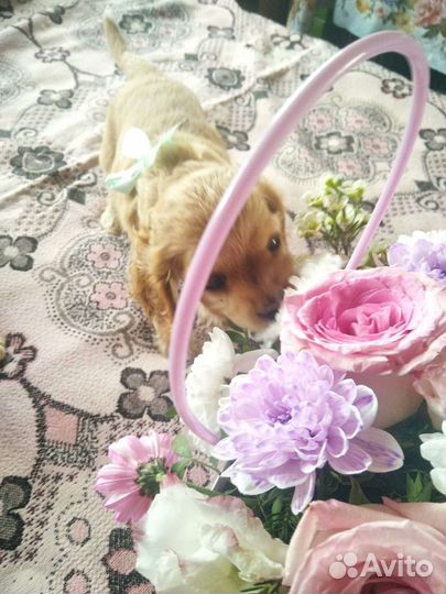 Кокер спаниель