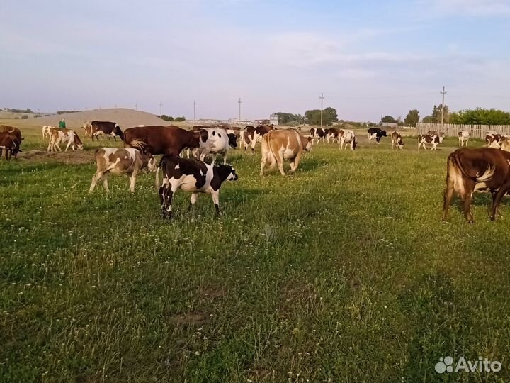 Коровы телята