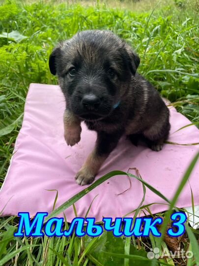 Щенки в добрые руки
