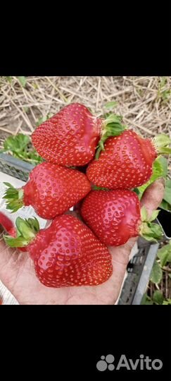 Рассада клубники