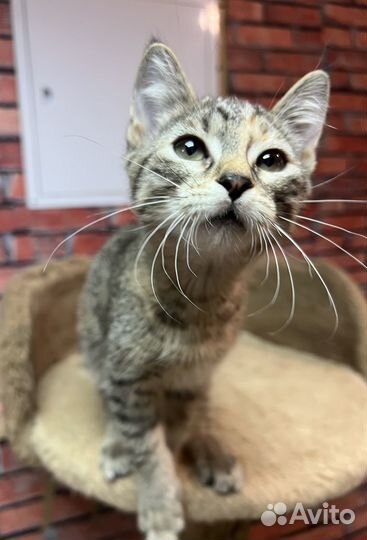 Котенок девочка Мия 3 мес ищет дом