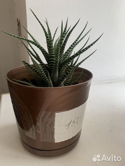 Кактусы и суккуленты