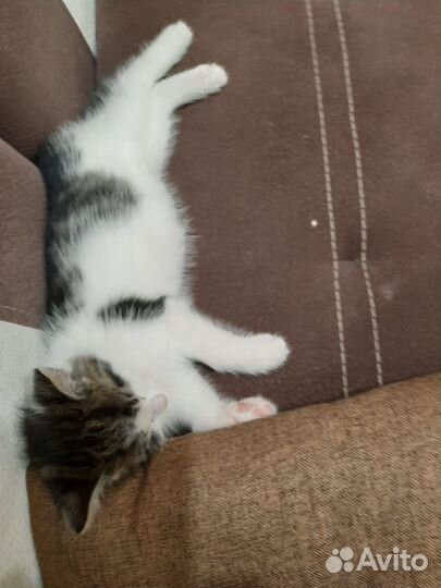 Кошка в дар бесплатно