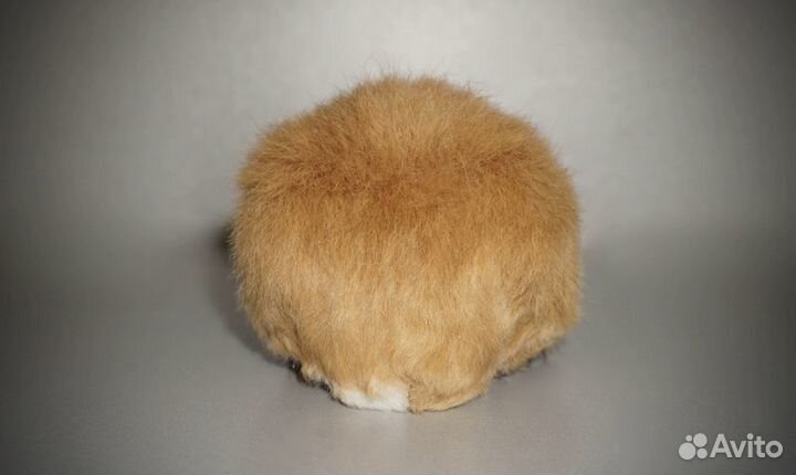 Морская свинка ам.тедди