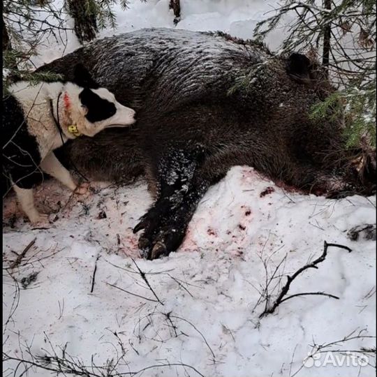 Щенки русско европейской лайки