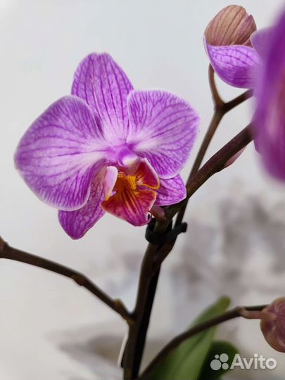 Орхидея фаленопсис мультифлора