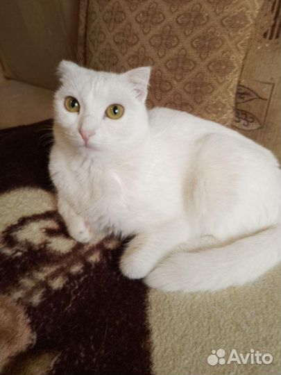 Кошки вислоухие