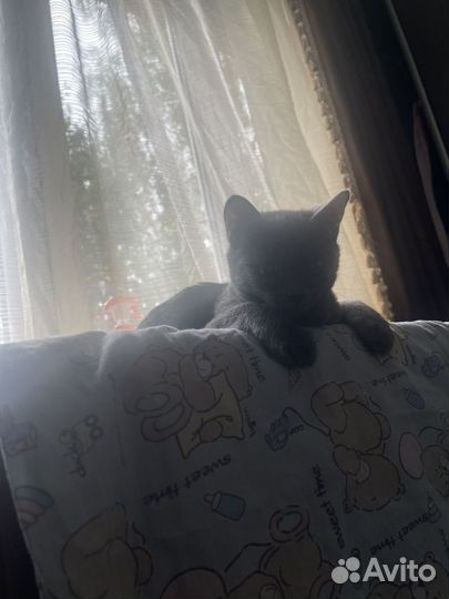 Котенок