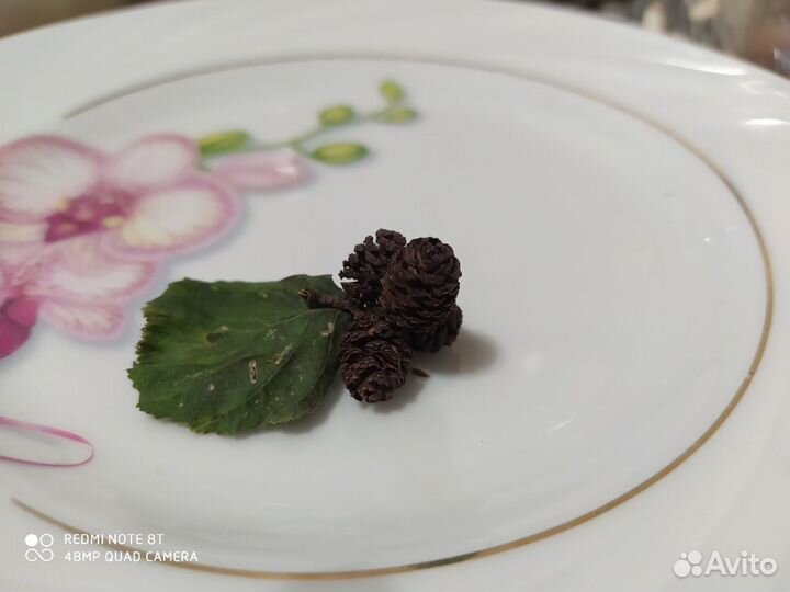 Шишки ольховые