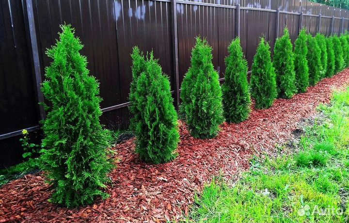 Туи вип класса