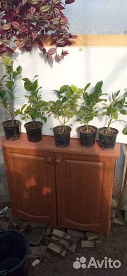 Цитрусовые в доме в Тольятти