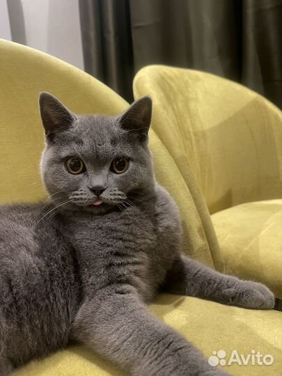 Шотландский кот на вязку