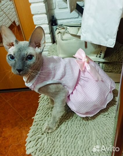 Канадский сфинкс