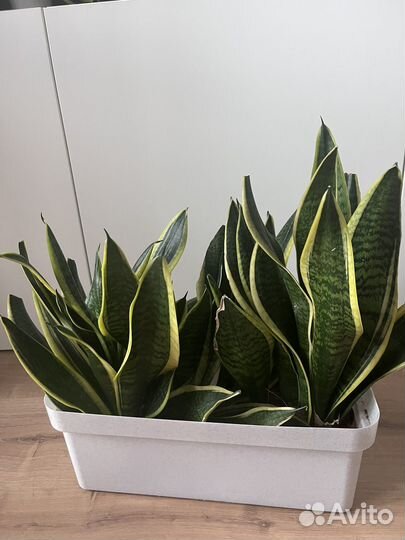 Сансевиерия лауренти 25 см трехполосная