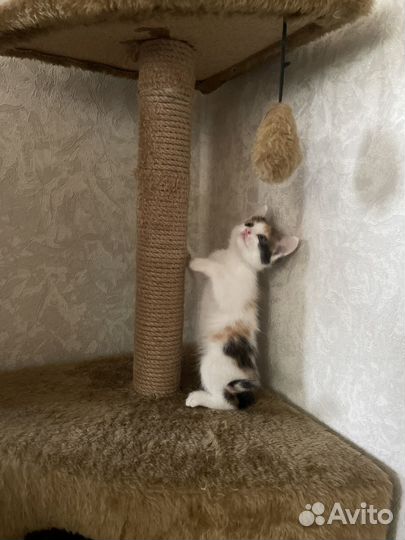 Кошка бесплатно
