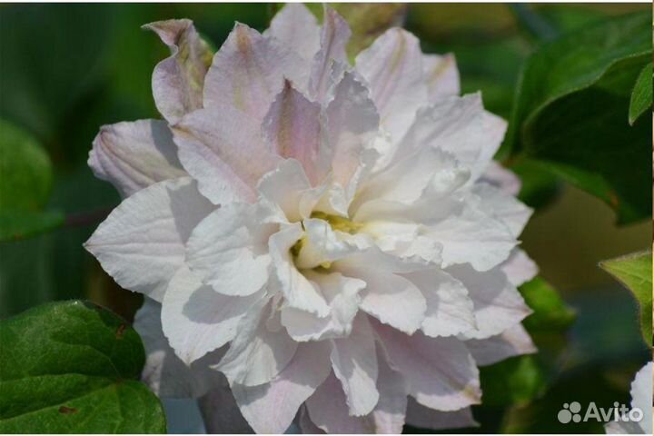 Клематис Тайга и Денсинг Дорин Зодадо