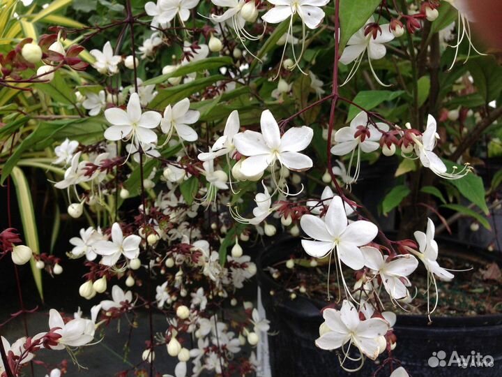 Соландра, Пассифлора, Дипладения, Бальзамин и др