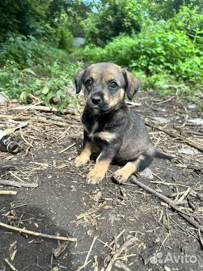 Щенята от маленькой собачки