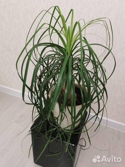 Продам пальму