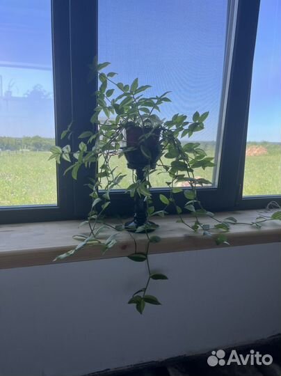 Традесканция