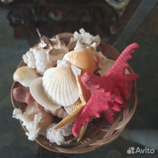 Подарочный набор ракушек