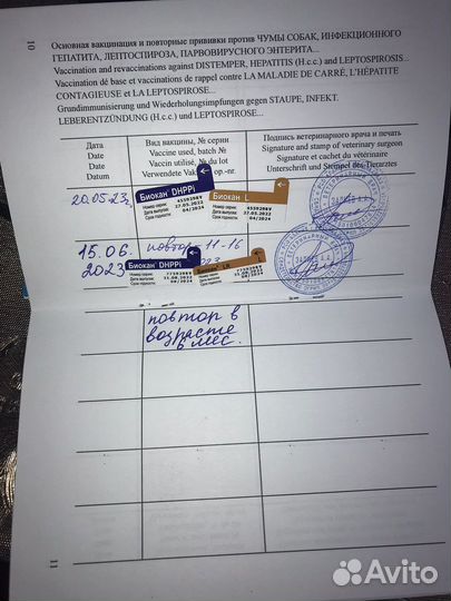 В добрые руки