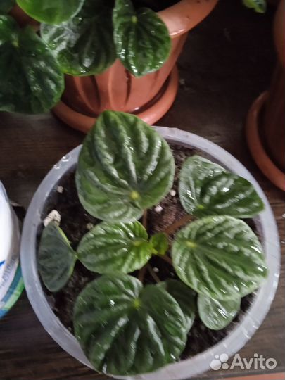 Пеперомия каперата лилиан