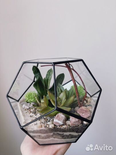 Флорариум додекаэдр с суккулентами