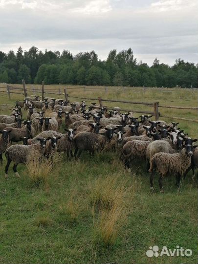 Романовская порода. Ягнята