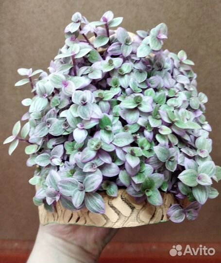 Каллизия; глоксиния; пеперомия; сансевиерия