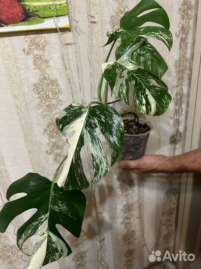 Монстера вариегатная Альба